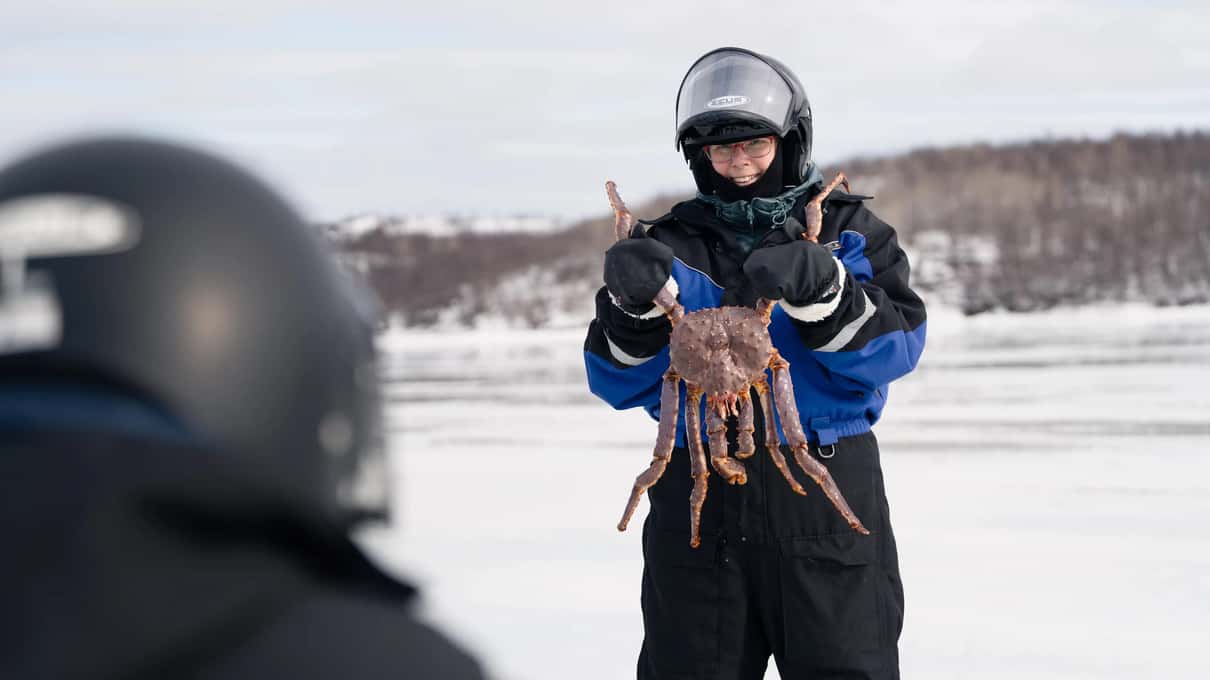 A safari guest in a helmet holding up a red king crab on the frozen fjord near Kirkenes