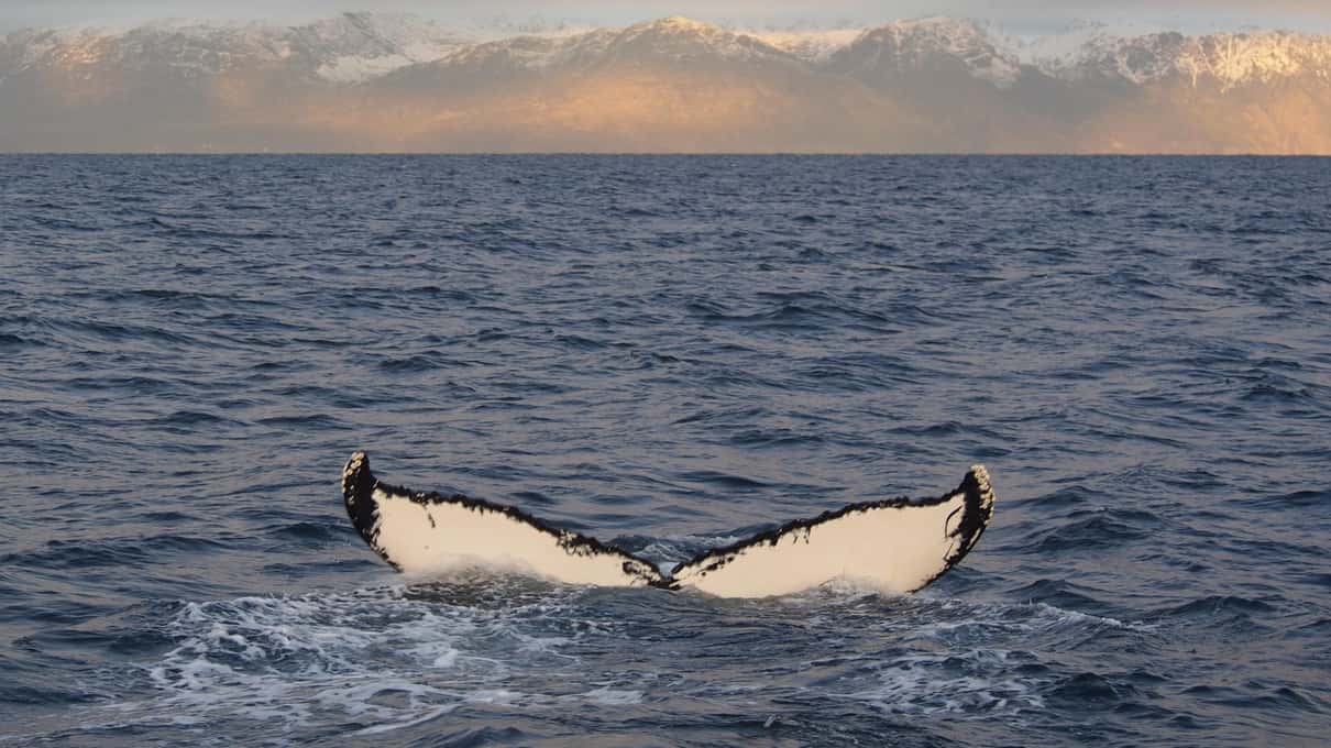 A humpback whale's tail fluke lifted above the sea, with low golden light glowing on the clouds behind