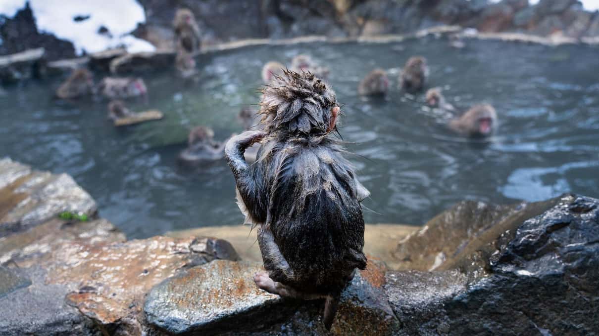 A Japanese macaque seen from behind at the edge of the steaming hot-spring pool while others bathe in the water