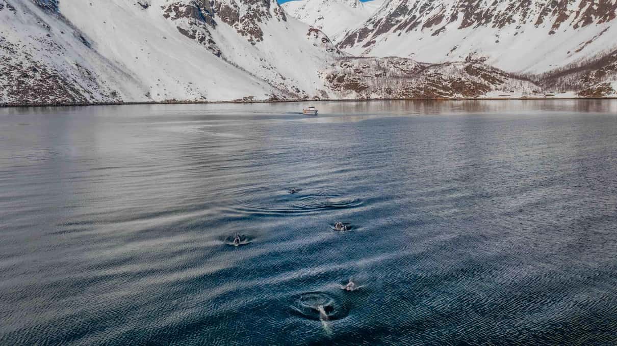 Whales surfacing in a calm grey Altafjord below a steep snowy slope