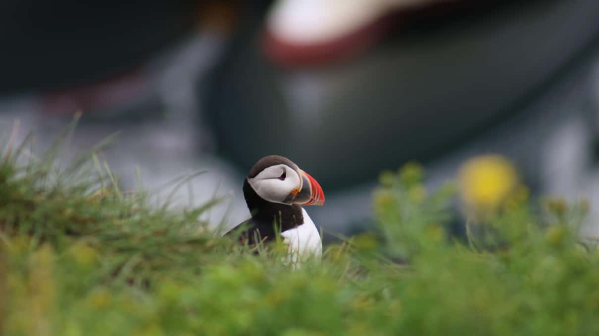 A single Atlantic puffin standing on a grassy slope with its orange bill turned toward the camera