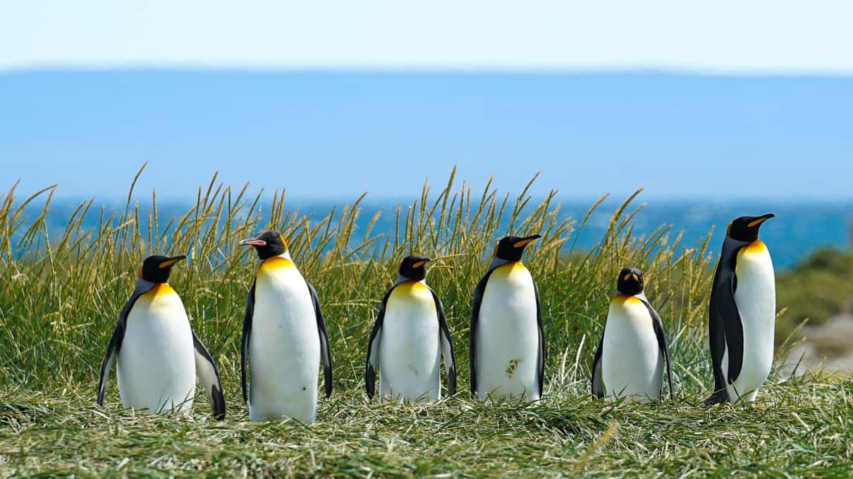 A line of king penguins standing on green grass at the reserve in Tierra del Fuego