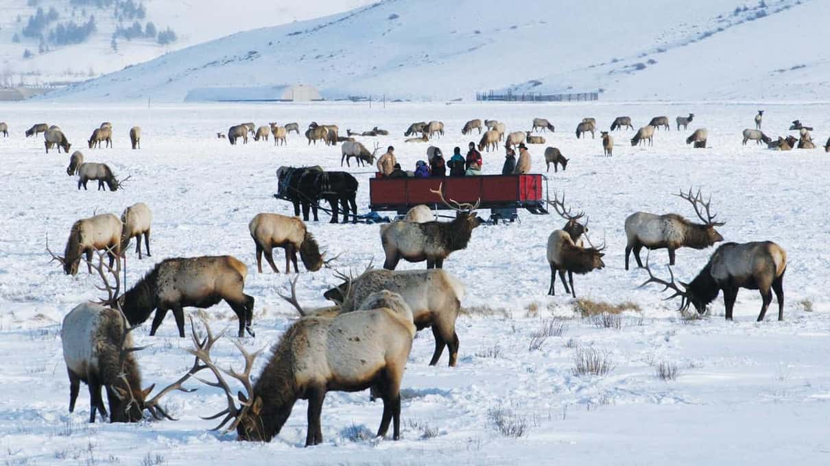 Elk resting in the snow with a red horse-drawn sleigh full of riders passing behind them