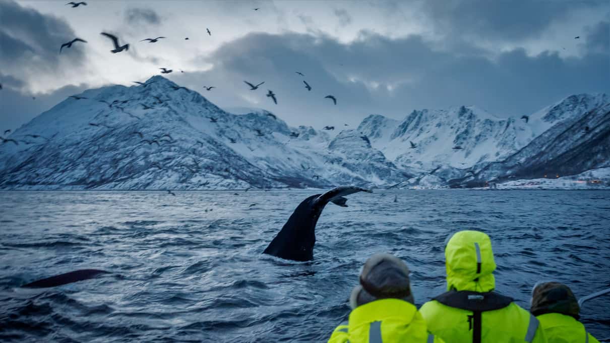 Guests in bright yellow-green thermal suits watching a whale's back and fin break the surface, gulls over snowy peaks