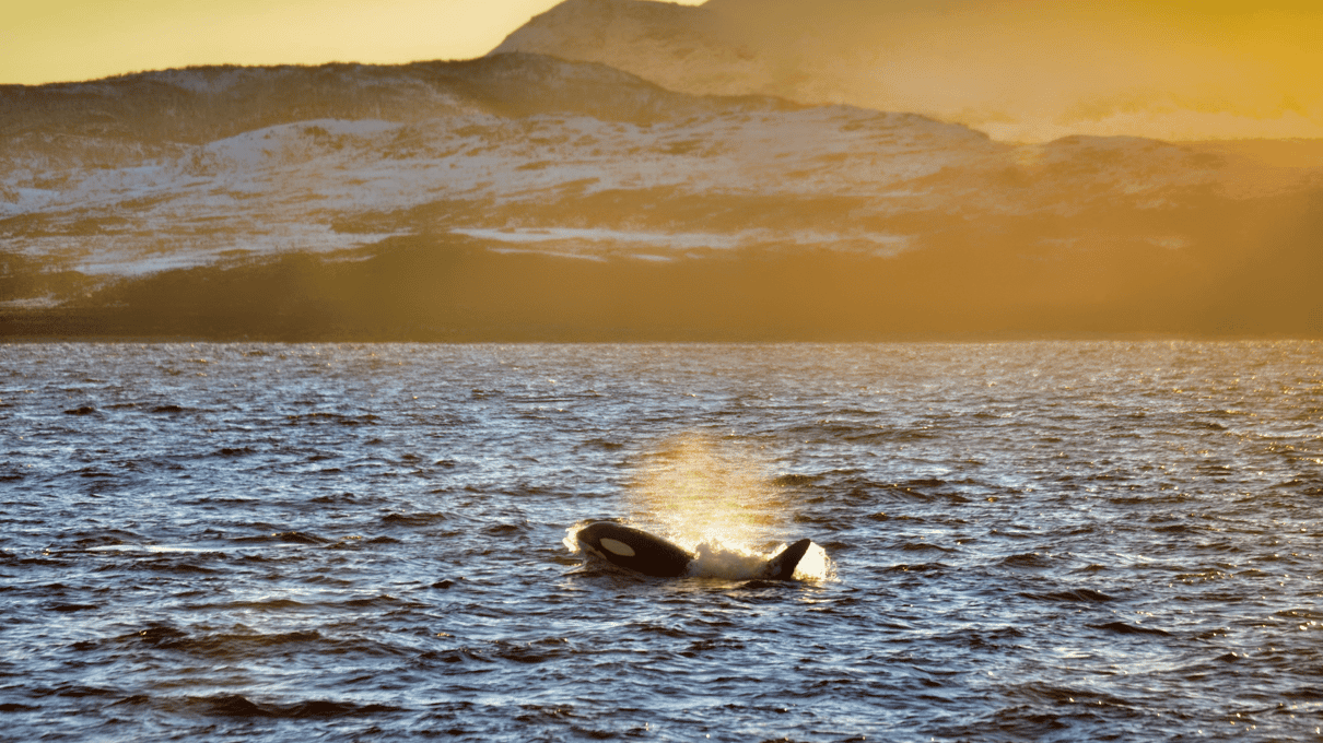 An orca surfacing in a calm Arctic fjord, its fin and back lit by low golden winter light