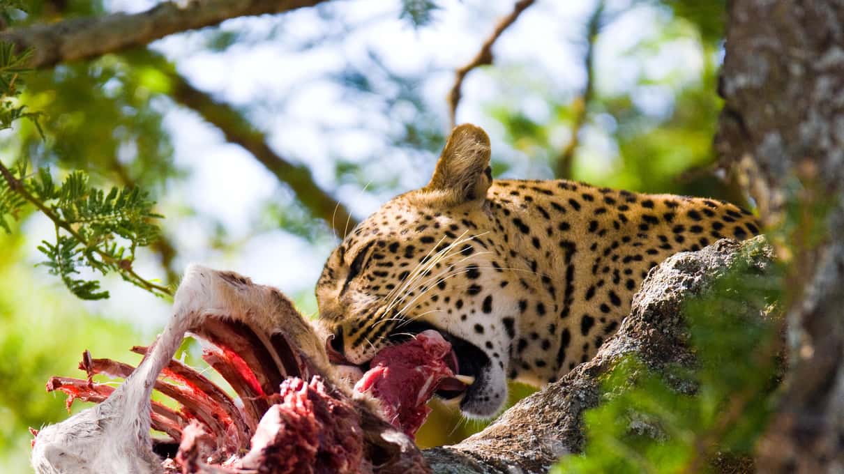 leopard auf tagestour masai mara ab nairobi