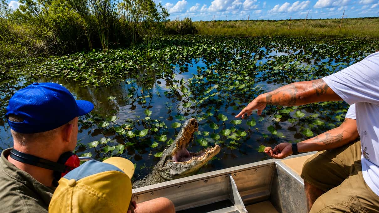 Captain pointing at an alligator among lily pads beside a small open airboat