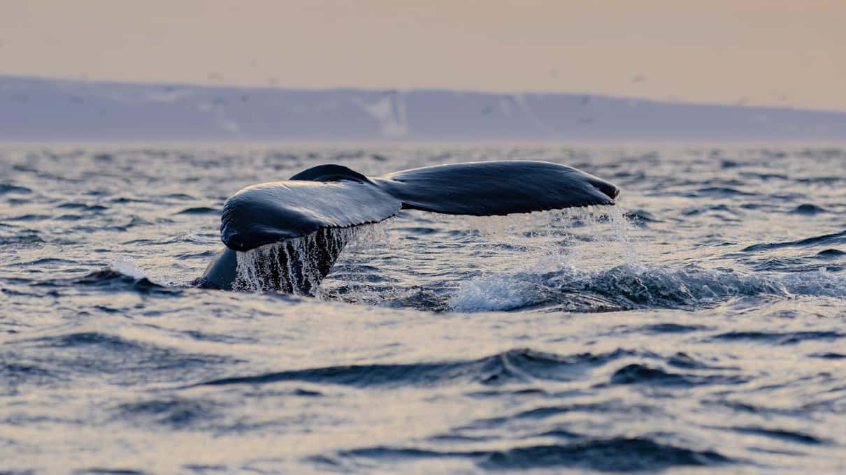 A humpback whale's tail fluke lifting from the sea under a pale pink Arctic twilight sky