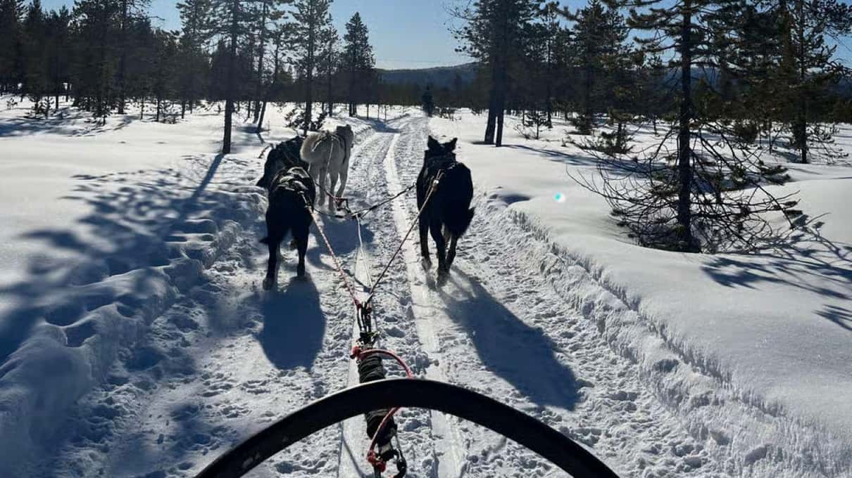 The view over a sled's handlebar to the huskies running ahead on a sunlit forest trail