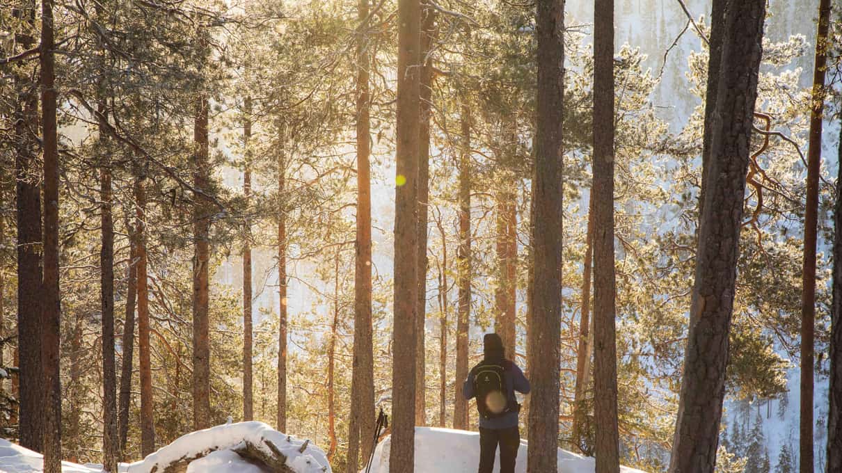 A hiker standing in a snowy pine forest lit gold by a low winter sun