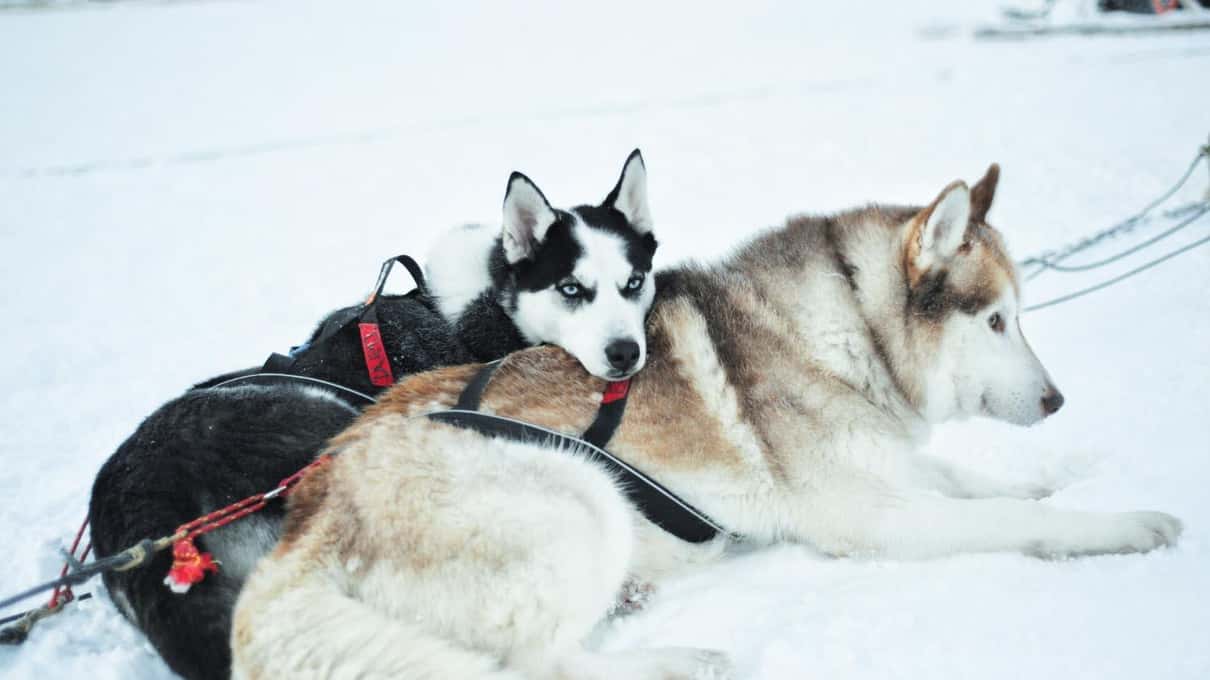 Two huskies in harness lying side by side in the snow during a rest at a farm near Rovaniemi