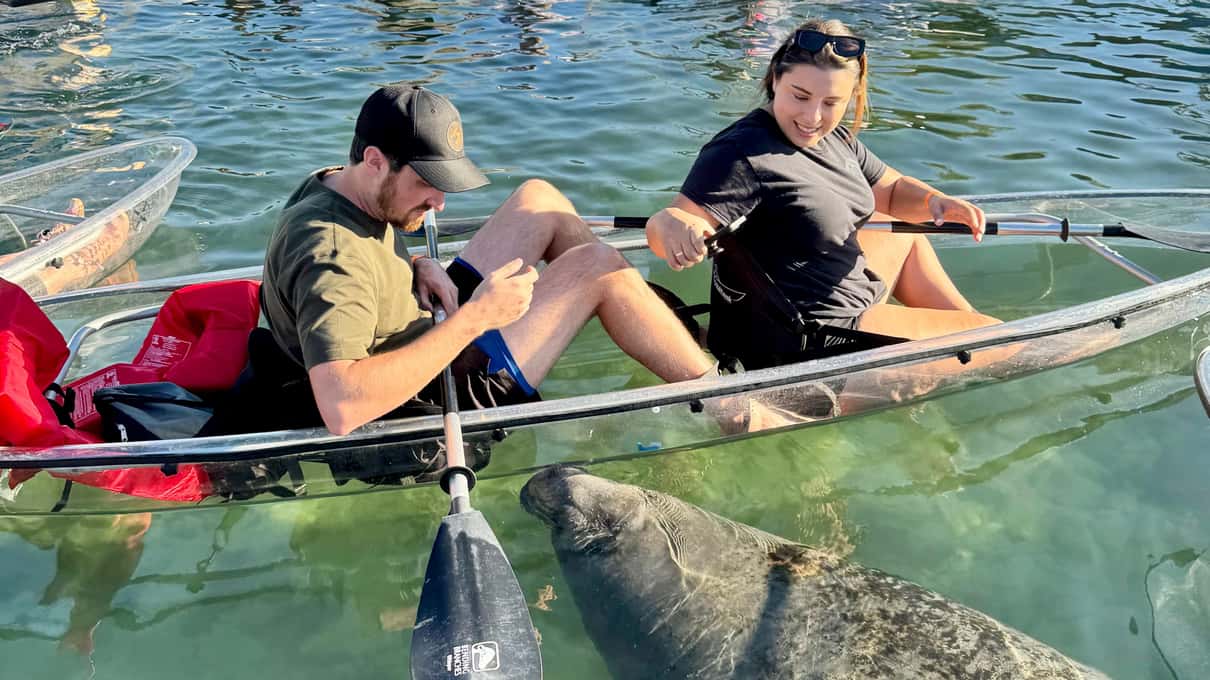 Paddlers in a clear kayak looking down at a manatee through the transparent hull