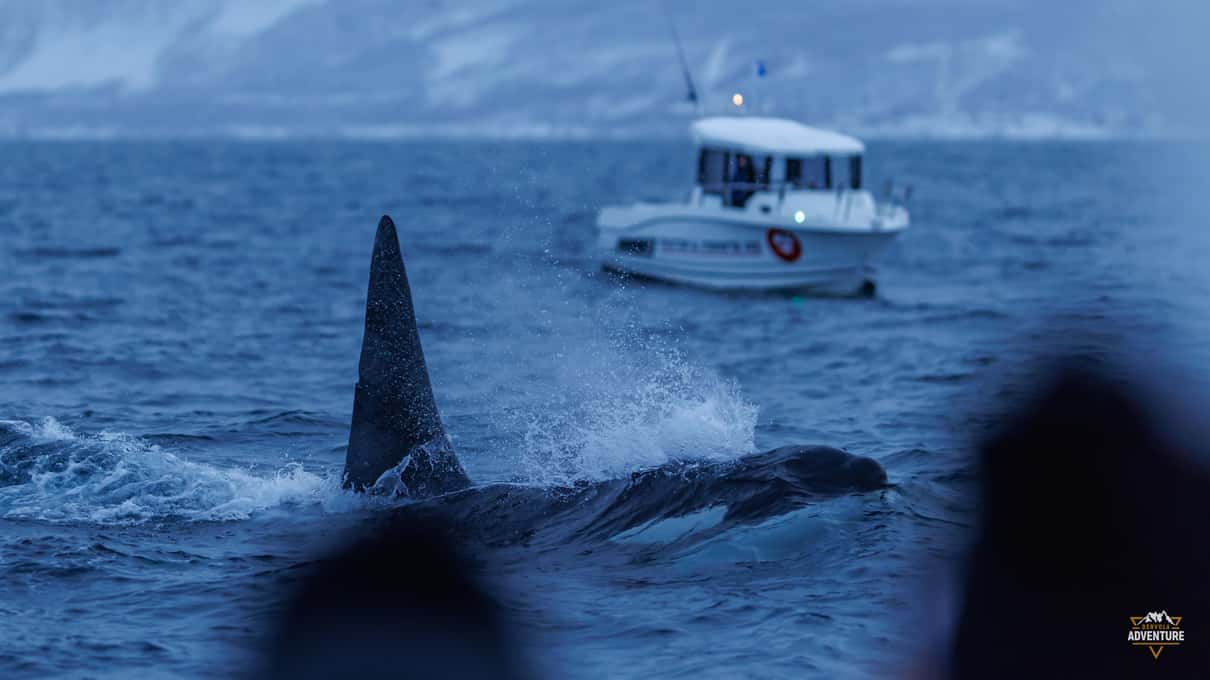 A tall orca fin close to the camera with Dervola's white cabin cruiser waiting behind
