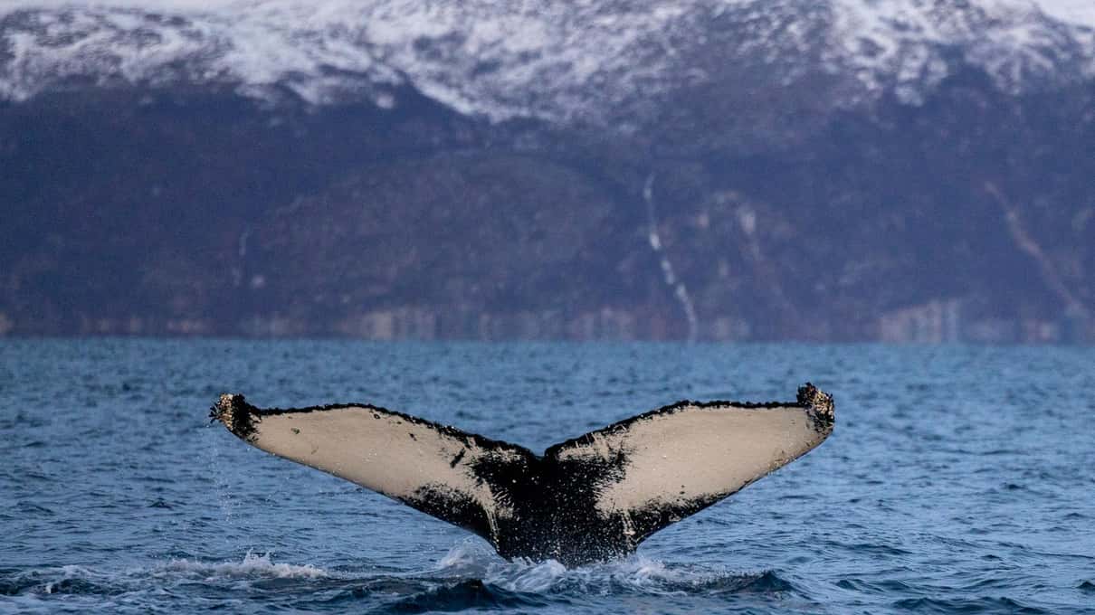 A humpback whale's tail fluke rising out of the Altafjord in front of a snow-capped mountain