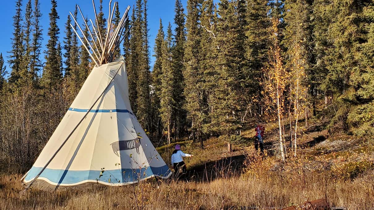 A white canvas teepee standing among tall spruce trees in winter daylight