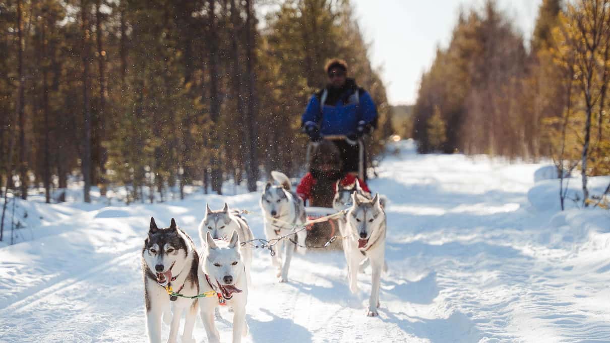 A musher in a blue jacket on the runners behind a team of huskies on a sunlit pine-forest trail at Apukka