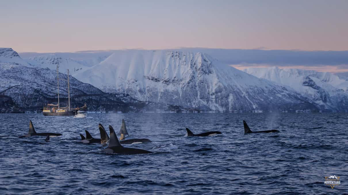An orca pod swimming in a line below snowy cliffs with a small boat far behind