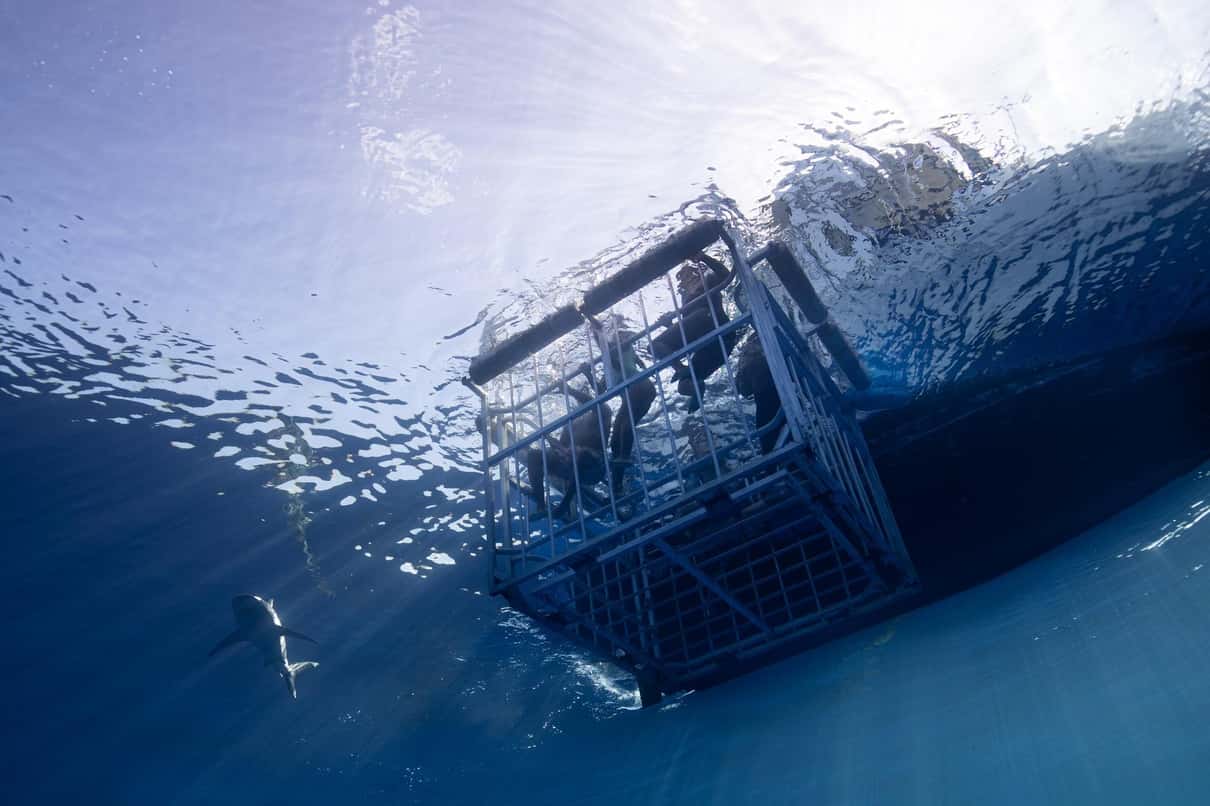 Shark seen through the plexiglass window of a floating surface cage off Oahu's North Shore