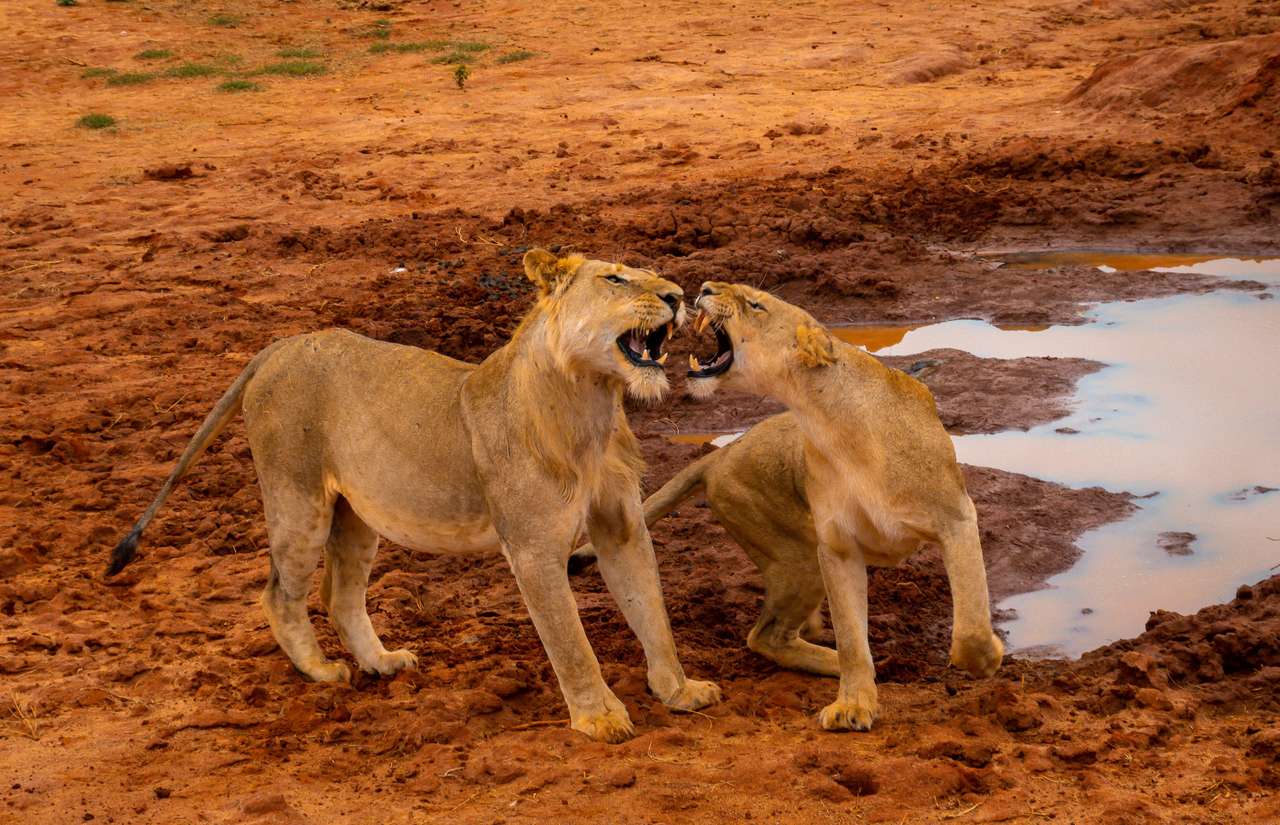 Całodniowe safari w Tsavo East z wybrzeża