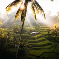 Ubad Rice Ubud: Rice Fields, Waterfall, and Temple Guided Tour - 2026 (Verified ...