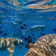 Maldive a dicembre