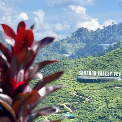 Z Kuala Lumpur: wycieczka 1-dniowa do Cameron Highlands z lunchem