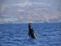 Whale tail in the sea