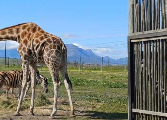Giraffe House, Stellenbosch - Book Tickets & Tours - 2026 (Verified ...