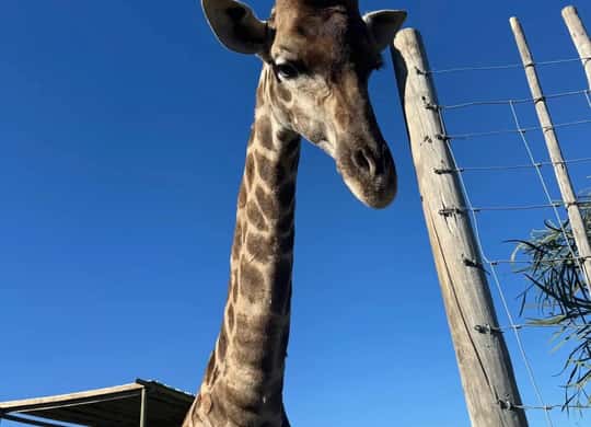 Giraffe House, Stellenbosch - Book Tickets & Tours - 2026 (Verified ...