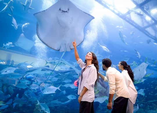 Dubai Aquarium Underwater Zoo Dubai Book Tickets Tours dubai-aquarium-underwater-zoo-dubai-book-tickets-tours
