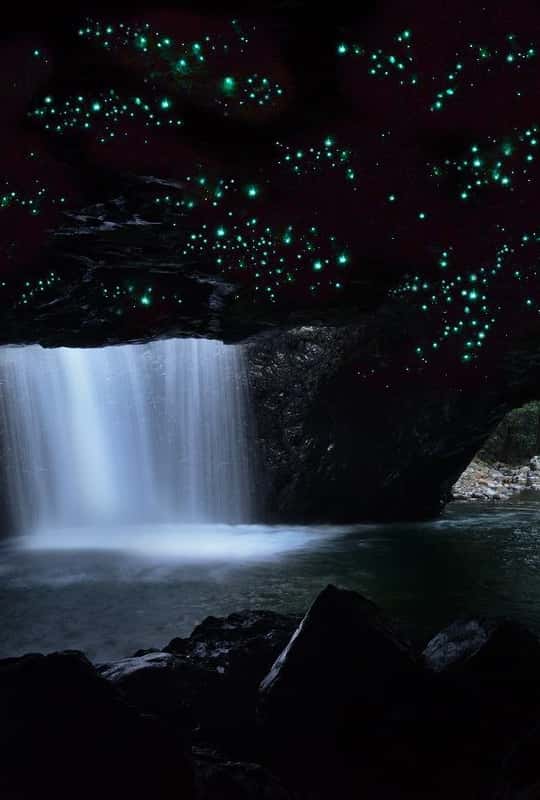 Mt Springbrook Springbrook National Park, Gold Coast - Book Tickets & Tours - 2026 ...
