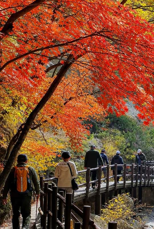 Naejangsan National Park, North Jeolla Province - Book Tickets & Tours ...