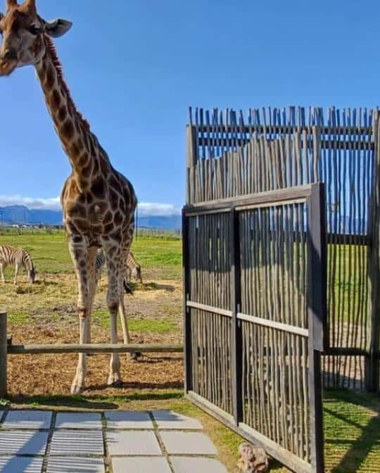 Giraffe House, Stellenbosch - Book Tickets & Tours - 2026 (Verified ...