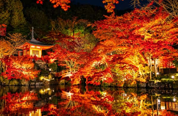 Toji Tample Kyoto: Toji Temple with Limited-Season Light-Up Entry - 2026 (Verified ...