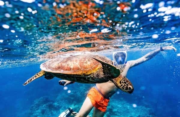 Tonga Turtle Private Rarotonga Turtle Tour - 2026 (Verified Reviews)