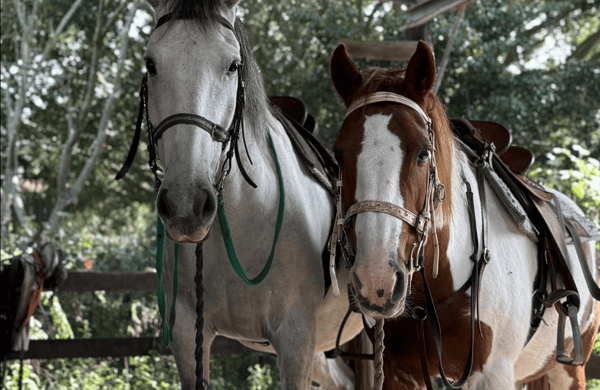 Vampire Riding Motorcycle Port Stephens: Guided Bush Horse Ride Through Koala Habitat - 2026 ...