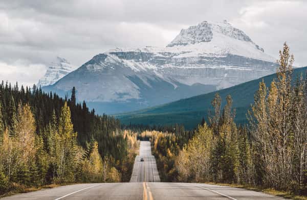 Morning Wildlife Viewing Tour - Canmore - 2026 (Verified Reviews)