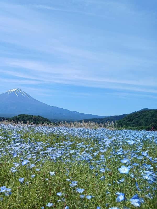 Tokyo Mount Fuji Hidden Gems Tour With Lakes 2026 Verified Reviews 