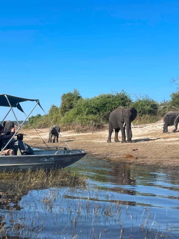 Chobe National Park: Chobe River Wildlife Boat Cruise - 2026 (Verified ...
