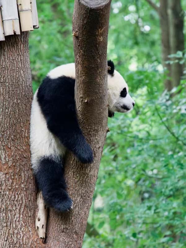 Chengdu: Research Base of Giant Panda Breeding - 2026 (Verified Reviews)