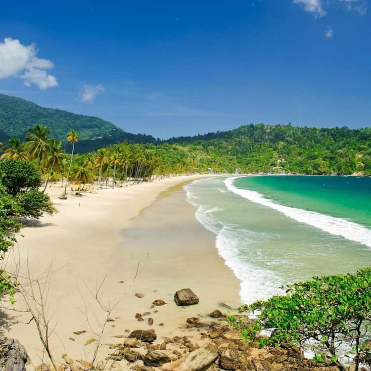 Maracas Bay Palm Trees Beach Trinidad