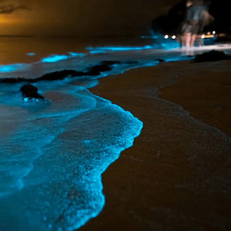 Phuket: Phang Nga Bay Bioluminescent Plankton and Sea Canoes