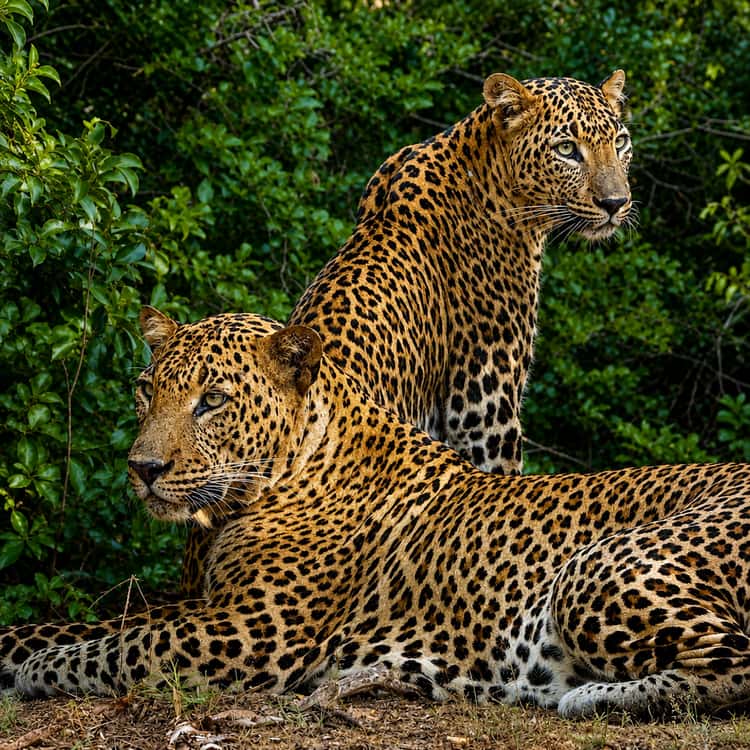 Sri Lankan wildlife and natural scenery