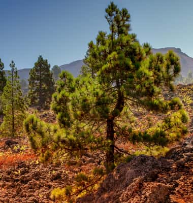 Photo 3 of Teide by Night