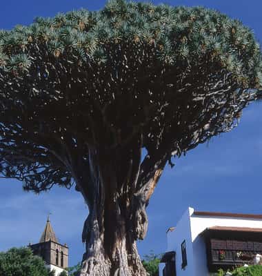 Photo 4 of Teide, Icod, Garachico & Masca