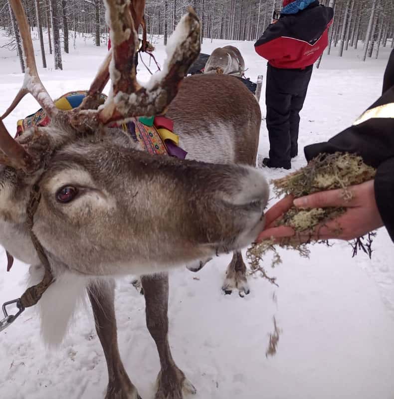 Saariselkä: Northern Lights & Reindeer Sledding Tour