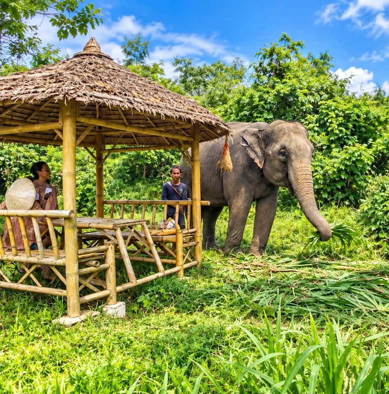 Phuket: Nature walk & Herb Ethical Wellness Elephant Tour