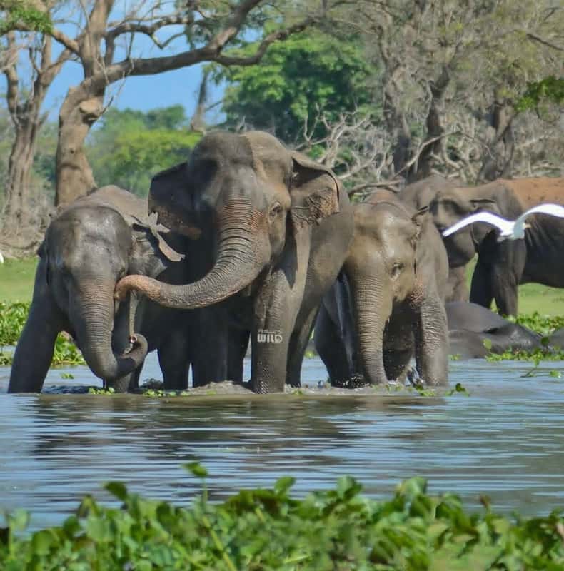 Luksusowe safari ze słoniami – Park Narodowy Minneriya
