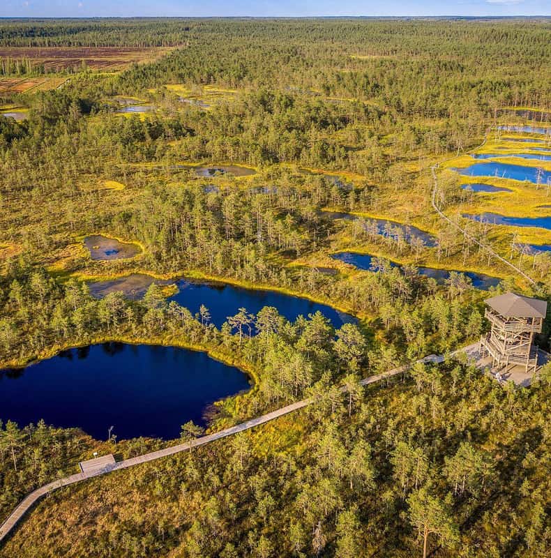 Forest Bathing & Mindfulness Nature Retreat from Tallinn