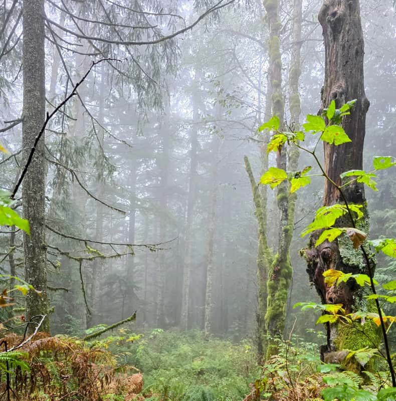 North Vancouver: Guided Forest Therapy & Forest Bathing Walk